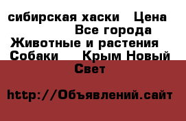 l: сибирская хаски › Цена ­ 10 000 - Все города Животные и растения » Собаки   . Крым,Новый Свет